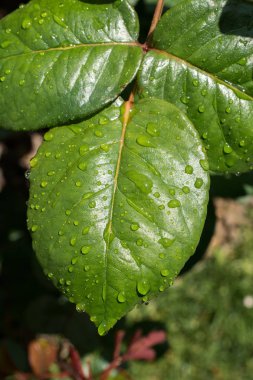 Su damlaları ile ayrı bir yeşil yaprak