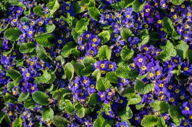 Arka plan olarak çiçek açan çiçekler