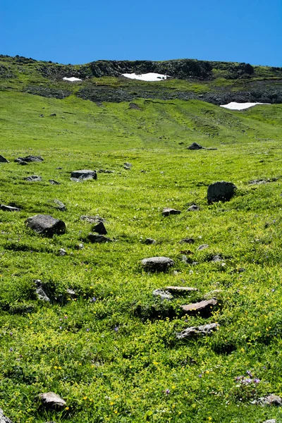 Grönt gräs som bakgrund — Stockfoto