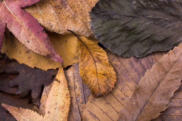 Feuilles sèches remarquables sur d'autres feuilles comme fond d'automne — Photo