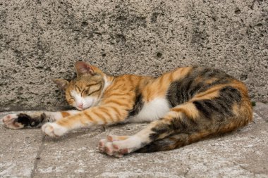 Sokak kedisi sokakta görülür 