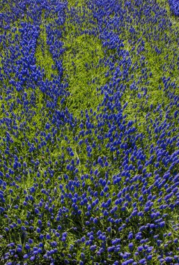 Arka plan olarak çiçek açan çiçekler