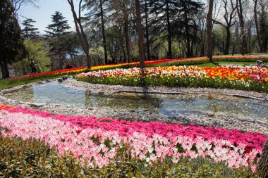 Bahar bahçesinde açan çeşitli renkte lale çiçekleri.
