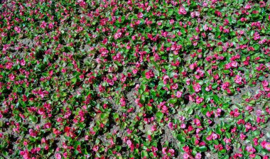 pasta's, tomaten, kaas en paddestoelen zijn geïsoleerd op een witte achtergrond