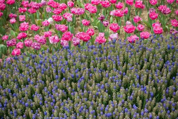 Flores Florecientes Textura Fondo Floral — Foto de Stock