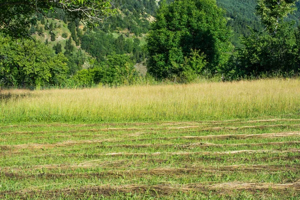 Зеленая трава в качестве фона — стоковое фото