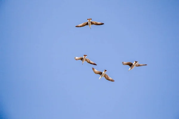 Gaivota voando em azul um céu — Fotografia de Stock