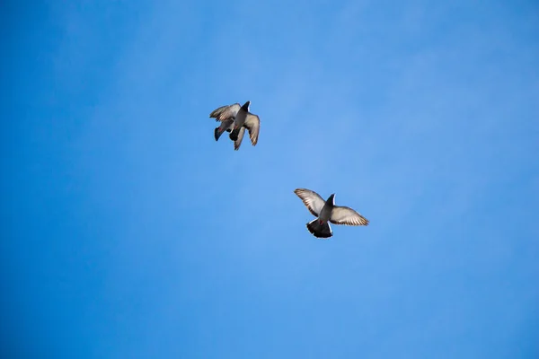 Голуби-близнецы летят в воздухе — стоковое фото