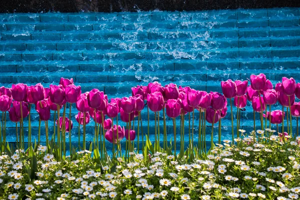 Lila Färg Tulpaner Blommar Vår Trädgård — Stockfoto