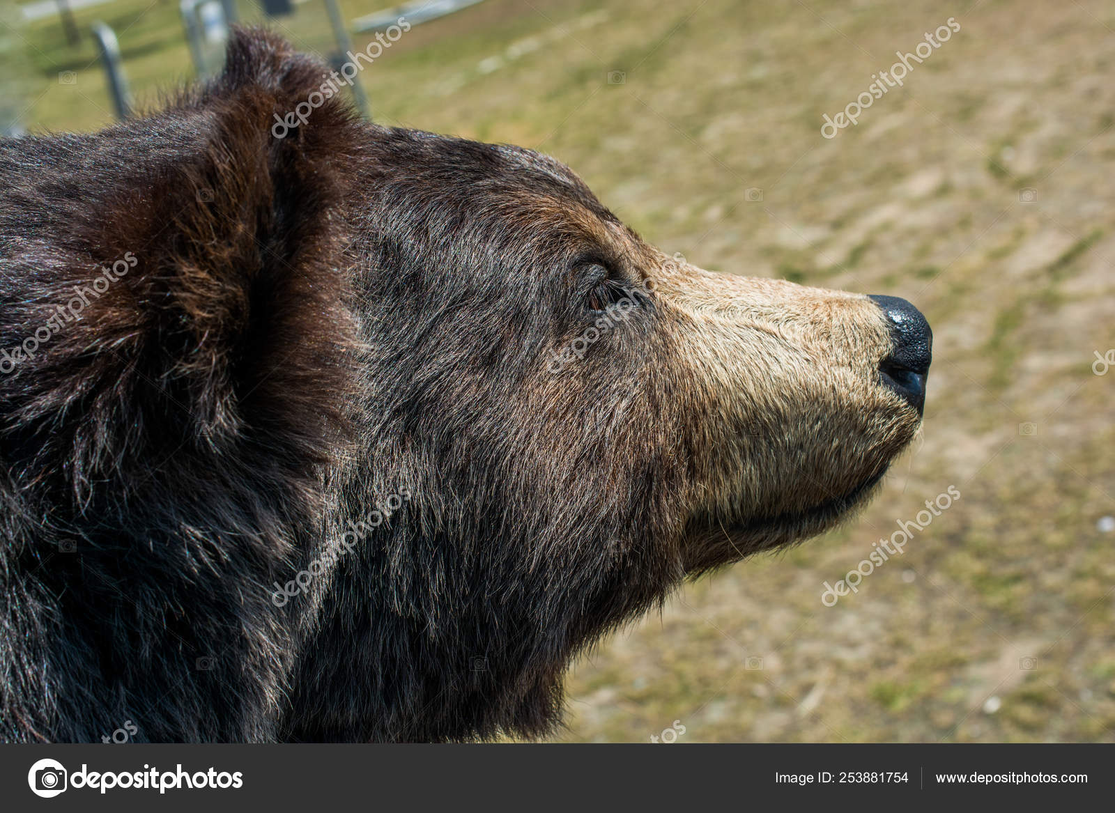 big stuffed black bear