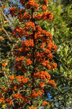 Yabani meyve ağacı doğada bulunan