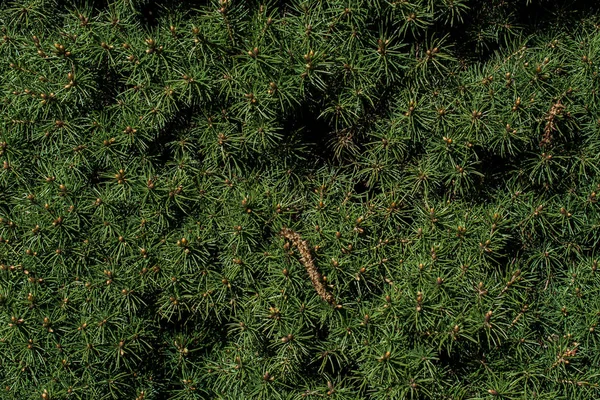 Bladen som blommig karaktär bakgrund av vegetation — Stockfoto