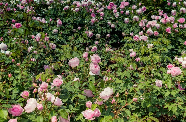 Schöne frische Rosen als Frühlingshintergrund — Stockfoto