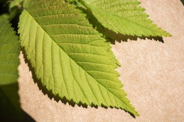 Bir not defteri sayfası üzerinden ağaç yaprak