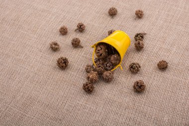 Kahverengi pod, kapsül ve tuval üzerine kova çevresinde  