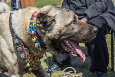 Türk doğurmak çoban köpeği kangal olarak koruma köpek