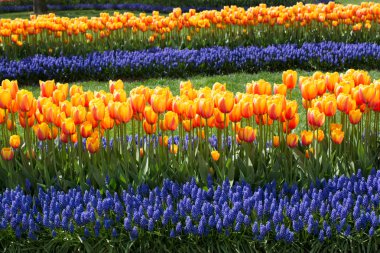  Bahçedeki renkli lale çiçekleri