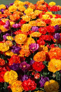  Renkli Lale Çiçek bahçesinde bir arka plan olarak