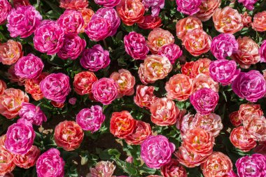 Çiçek arka plan olarak renkli Lale çiçek çiçeklenme