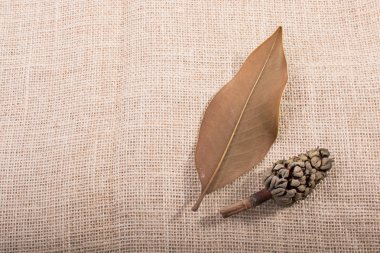 Kuru yaprak ayırın, pod ve görünümde koni