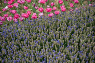 Doğada muhteşem renkli bahar çiçekleri
