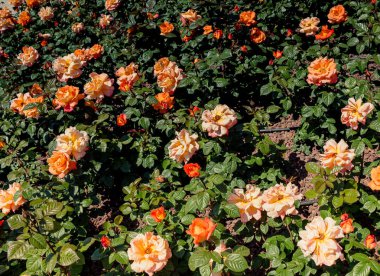 Çiçek güzel renkli gül arka plan