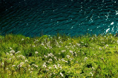 Güzel renkli kır çiçekleri havuz görünümünde açan