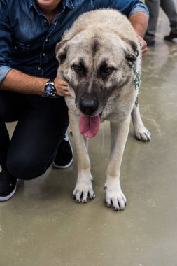Türk doğurmak çoban köpeği kangal olarak koruma köpek