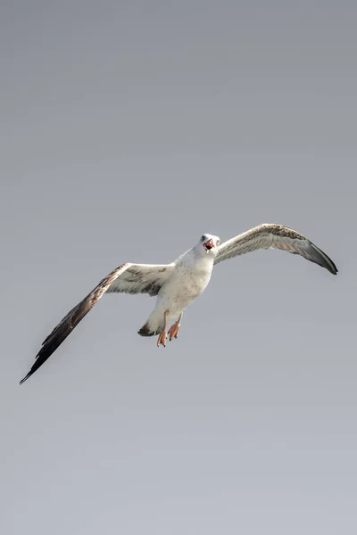 Einzelne Möwe fliegt in blauem Himmel — Stockfoto