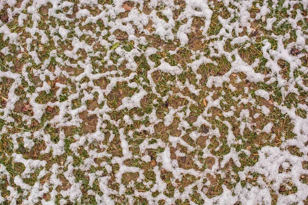 Camada de neve branca na grama no inverno — Fotografia de Stock