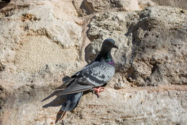 単一の鳩を岩の上に座って — ストック写真