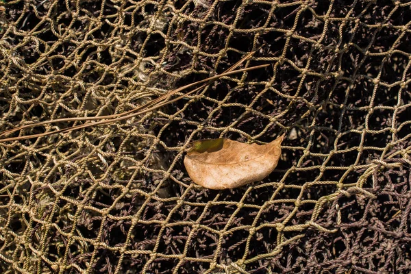 Ein separates trockenes Blatt im Blick — Stockfoto