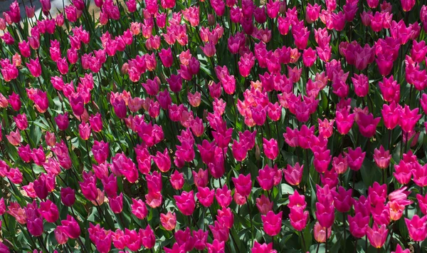 Kolorowe kwiaty tulipan kwitną w ogrodzie — Zdjęcie stockowe