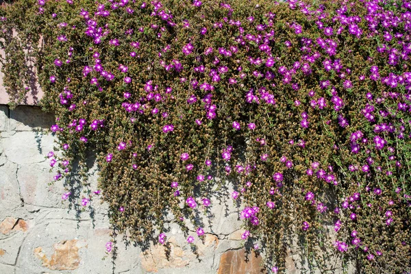 Bellissimi fiori in natura — Foto Stock