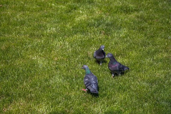 Pigeons sur une pelouse verte dans le parc de la ville — Photo