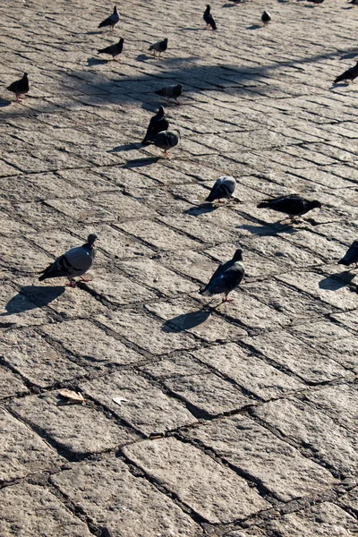 Grey pigeons live in large groups in urban environment — Stock Photo, Image