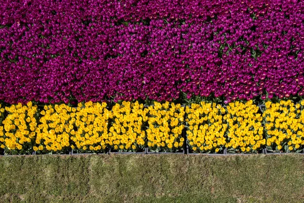 Tulipani in fiore in primavera — Foto Stock