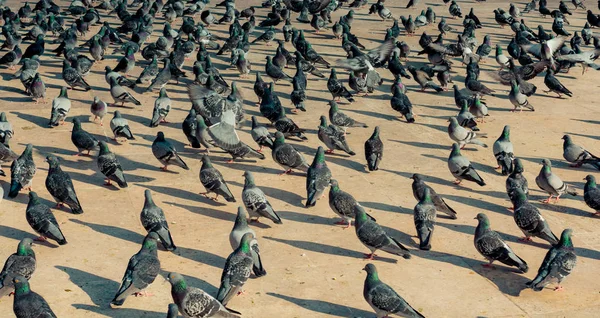 Самотні птахи живуть у міському середовищі — стокове фото