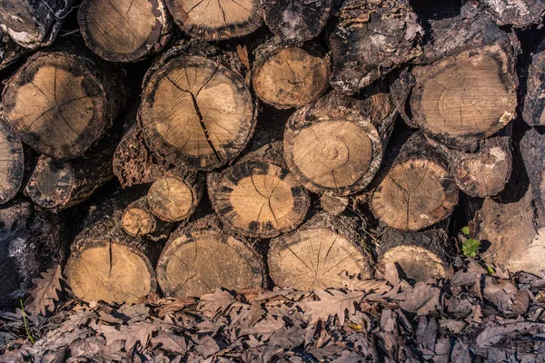 Toros de madeira em uma floresta em exibição — Fotografia de Stock