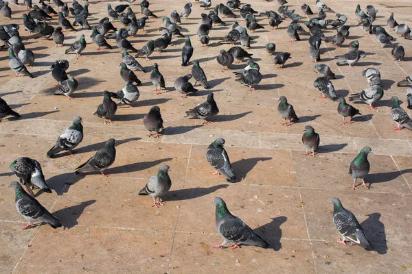 Aves solitarias por vivir en ambiente urbano — Foto de Stock