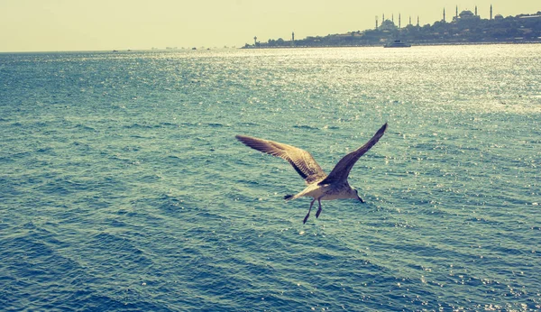 Una sola gaviota volando en azul un cielo — Foto de Stock