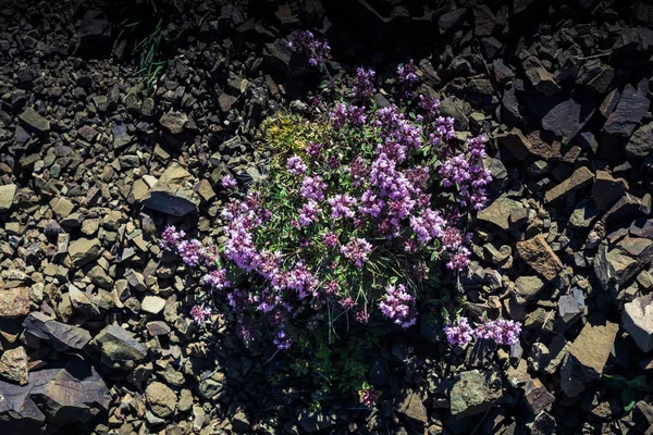 Floreciendo hermosas flores silvestres coloridas a la vista — Foto de Stock