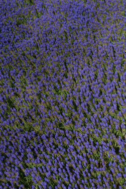 çiçek bir arka plan yapma çiçekler açar