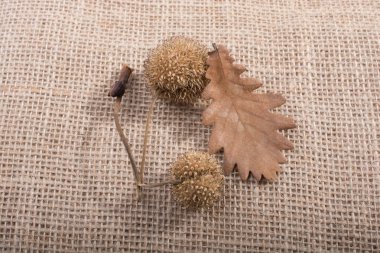 Kuru yaprak ayırın, pod ve görünümde koni