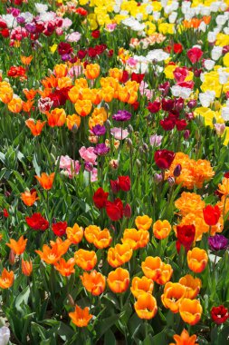 Çiçek arka plan olarak renkli Lale çiçek çiçeklenme