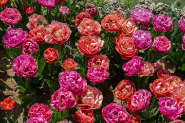 Çiçek arka plan olarak renkli Lale çiçek çiçeklenme