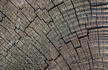 Doğal desenli ahşap doku