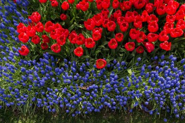 Kırmızı renk laleler Bloom bahar 