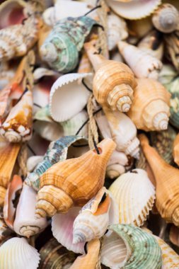 Küçük deniz kabuklarını türleri