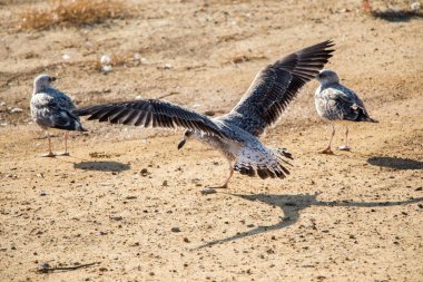 Martılar ile kahverengi toprak zeminde